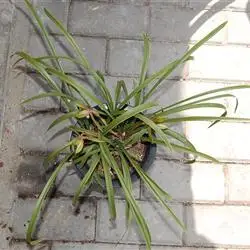 带花金边艺草春兰