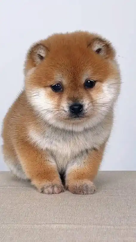 怎么会有这么可爱的小狗狗啊!__财经头条