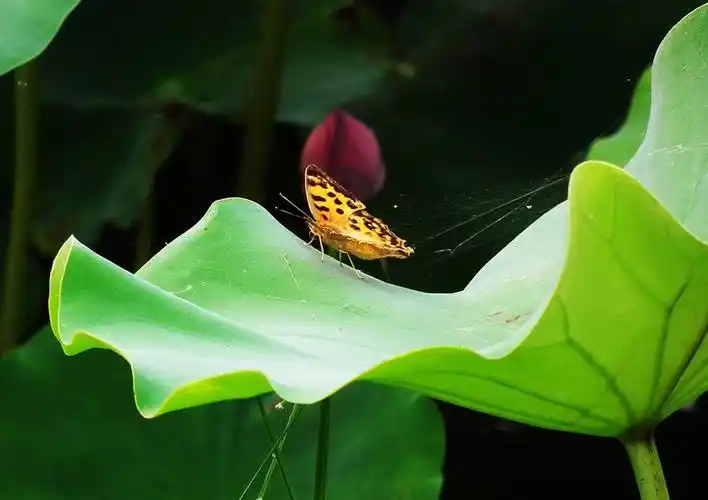 蝴蝶荷叶