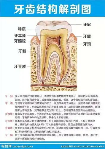 同学们我们先来认识一下牙齿,牙齿都有什么组成?