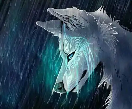 狼图片,进来不后悔