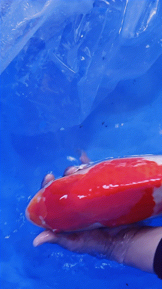 320_568竖版 竖屏gif 动态图 动图