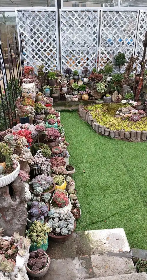 土豪养多肉养满个大院子造世外肉源全露养