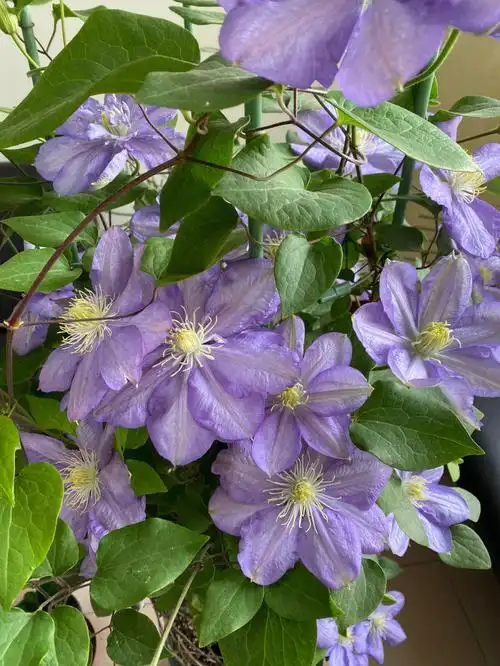 铁线莲蓝色风暴