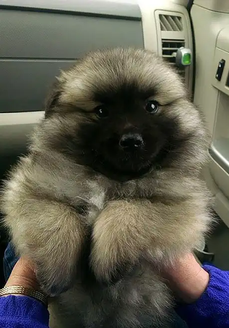 看看你能撑到第几张,30只让人可爱到心脏受不了的最萌小狗_狗狗_宝宝