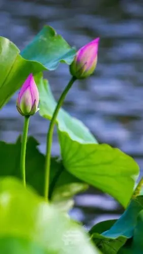 莲花通佛性,悟道在凡尘