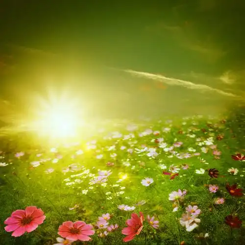 阳光鲜花草地背景