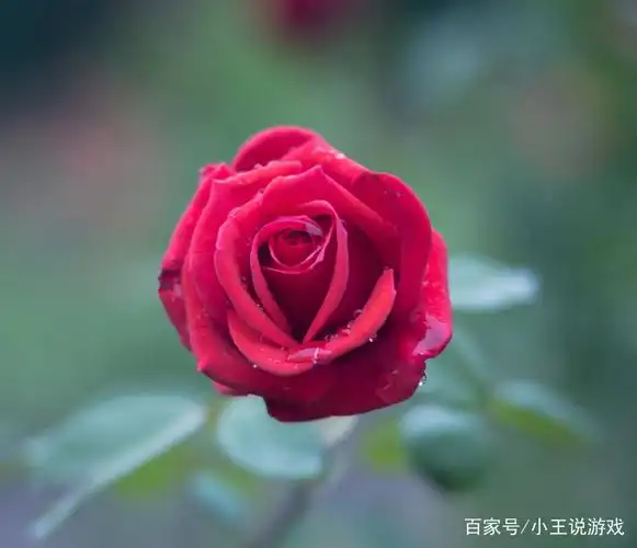 各种漂亮的花图片大全简单(各种漂亮的花图片大全简单又好看)