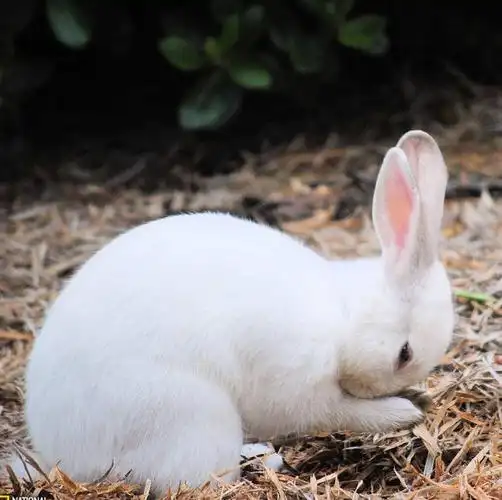 祈祷的雪白兔子