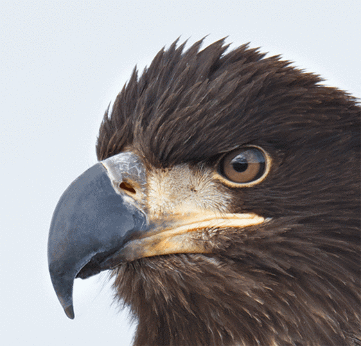 鹰gif鹰钩鼻gif大眼gif严肃gif霸气gif