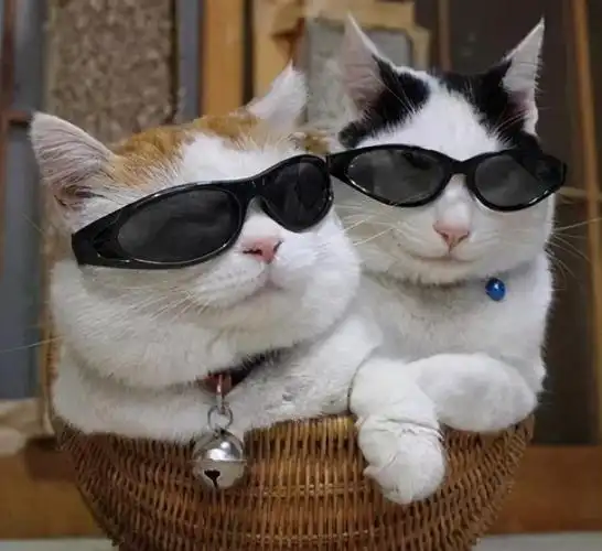 头像表情包丨戴墨镜小猫咪,无情哈拉少_头像签名_科技时代网