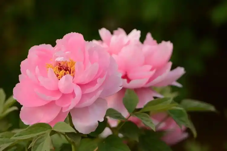 其它 人间最美～富贵牡丹 写美篇牡丹素有国色天香,花中之王的美誉.