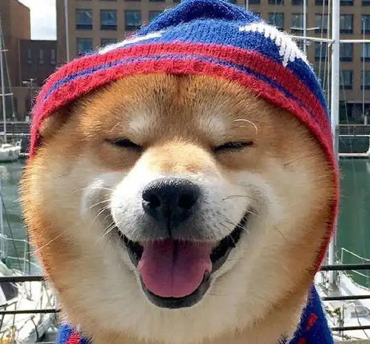 笑一笑没什么大不了可爱萌宠狗狗笑容治愈系