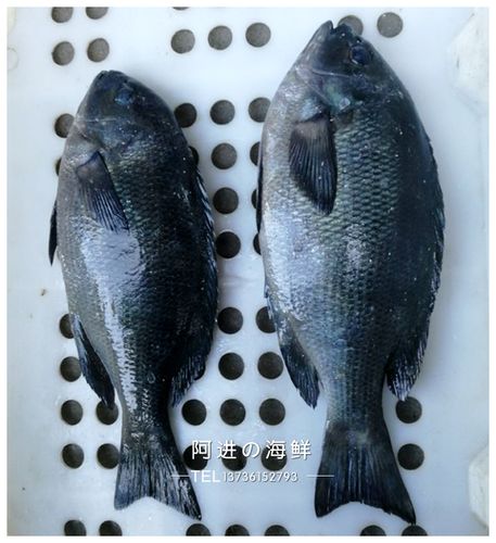 石浦海鲜 新鲜海捕海钓东海野生黑毛鱼 一斤左右/条