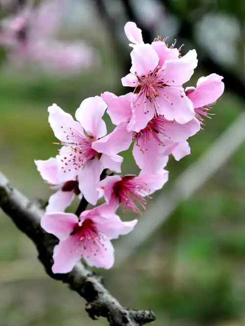 桃花【原创摄影】
