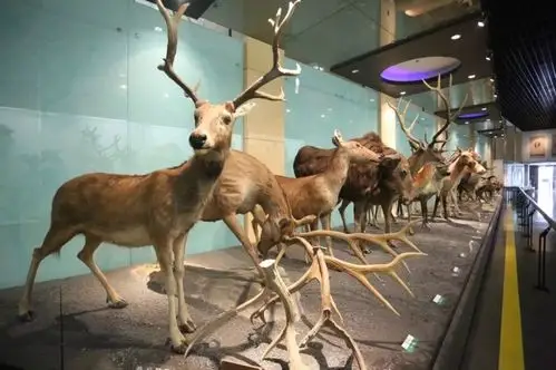 京城80项博物馆暑期活动来啦!