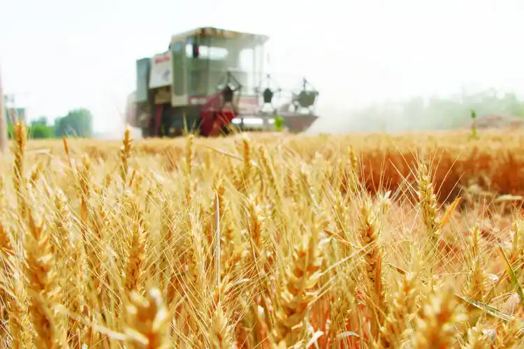 金色麦田     6月3日,农民驾驶收割机在河北省广平县西关村的麦田中