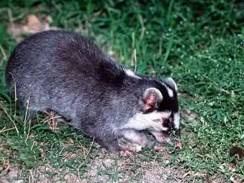 请问这是什么动物?