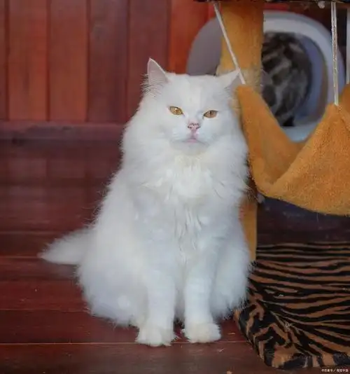 波斯猫毛发剃毛后生长周期解析