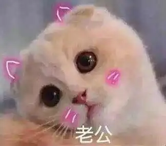 老公 - 猫咪撒娇卖萌表情包_喵咪_喵星人_怂_萌萌哒表情