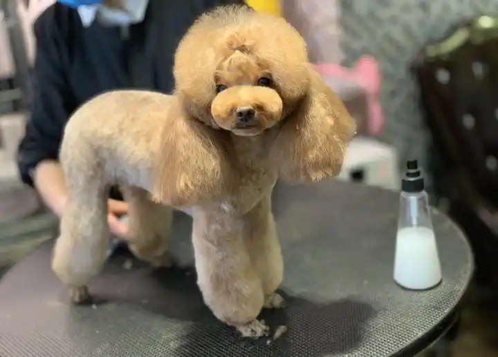 时下最流行的"泰迪造型",想要泰迪变好看,就从中挑选吧