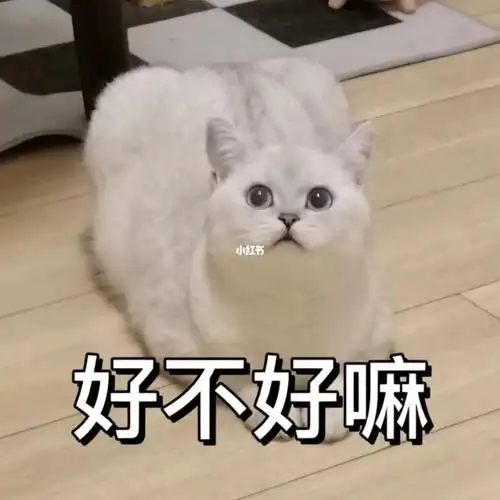 重庆妹儿撒娇八连