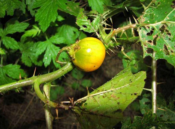 存在于野生环境中的"茄子",味道好价值高却很常见,常常被忽视