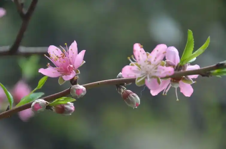 家中盆栽的桃花,梅花(随拍)