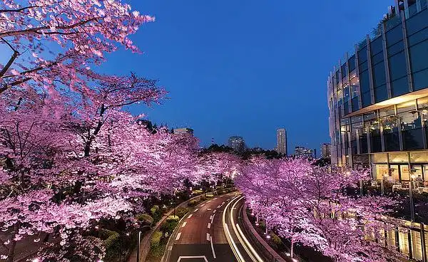 樱花季|东京私人赏樱地图