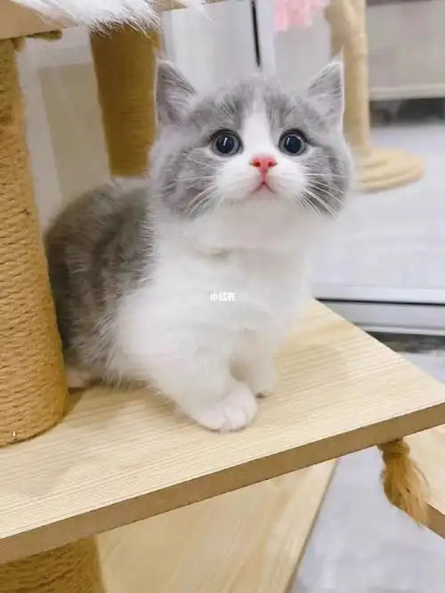 自家养殖英短蓝白