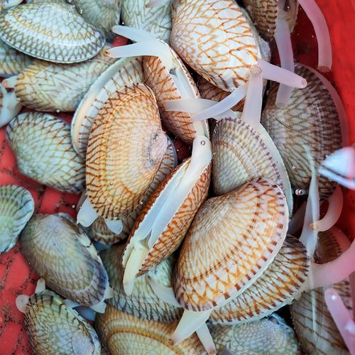 贝壳类海鲜