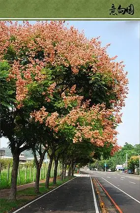 热带街道景观行道树