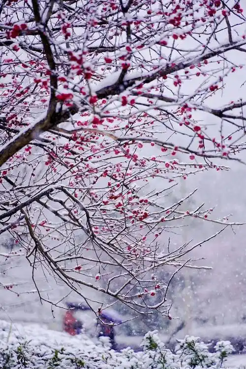 雪绕梅花舞看难得一见的贵阳限定春景收获双倍浪漫