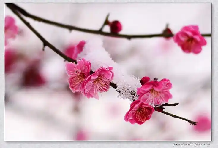 2017-02-22 0 佩玲 傲雪寒梅独自开,唯有伊人踏香来,拍