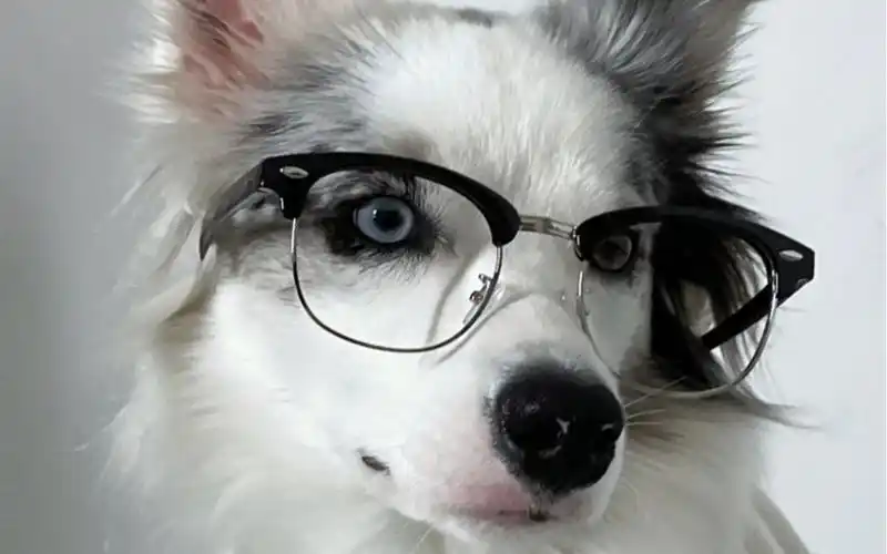 戴眼镜的斯文小狗