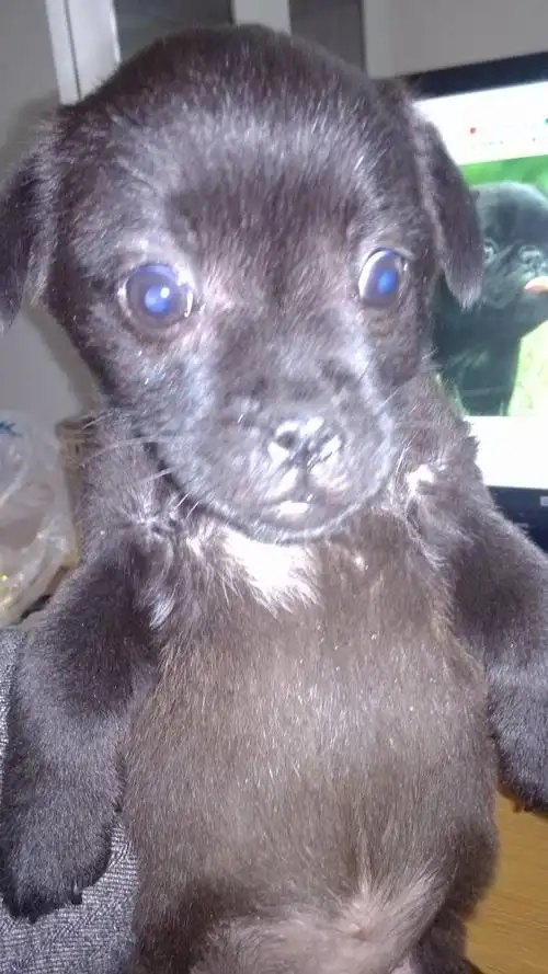 耳朵趴趴着,鼻子也是趴趴着,牙齿挺长,2个月大左右,多谢