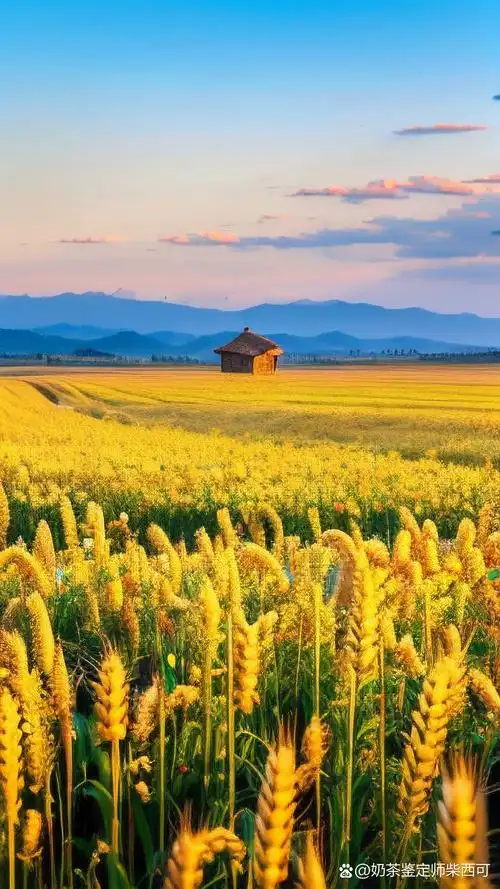 快来试试这些金色麦田壁纸,让你