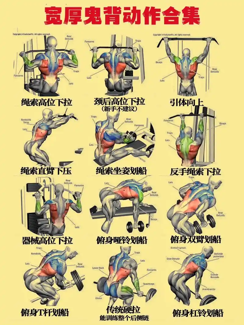 人体七大肌群训练动作合集.小白健身不知道练什么动作?