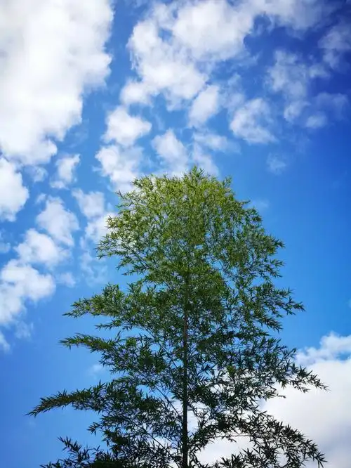 好久不见甚是想念74蓝天白云