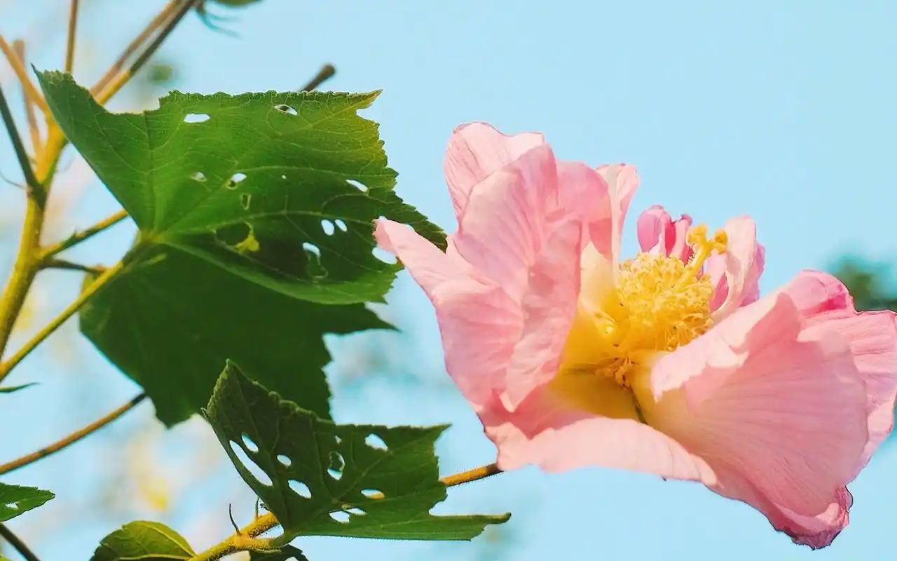 绿色护眼小清新花卉植物图片桌面壁纸