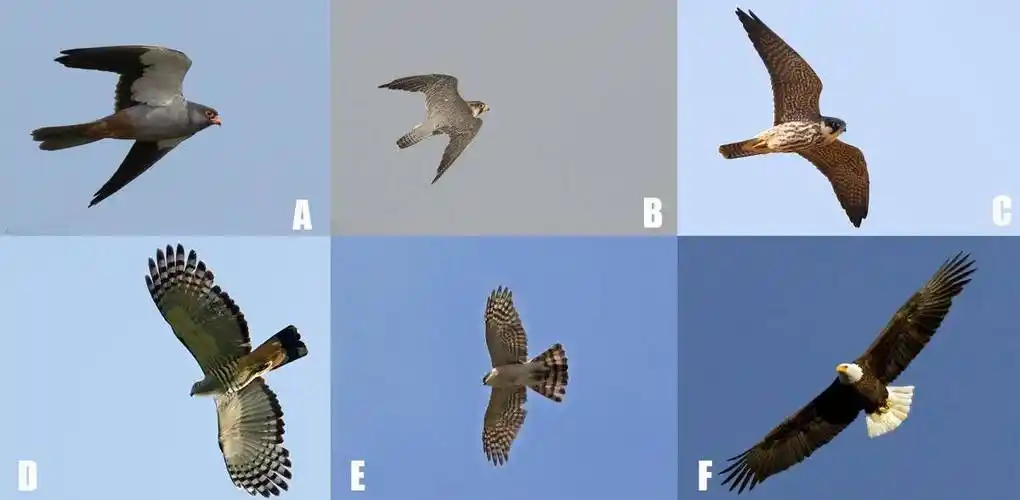 原创许多朋友对鹰和雕还有隼分不清它们都有哪些区别呢