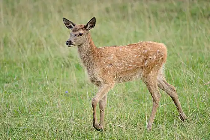 马鹿图片_图片大全