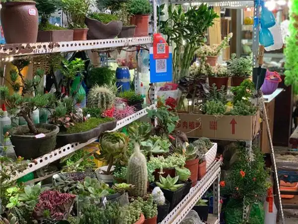 市中心花鸟市场逐渐凋零市民网上买得到花但买不到生活