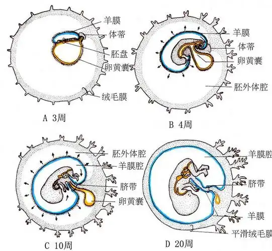 胎膜的胎膜类型