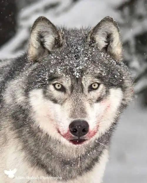 犬科动物##狼##野生动物