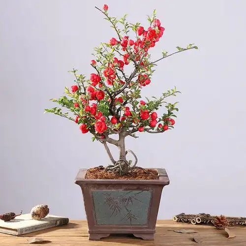 四季海棠老桩图片四季海棠盆景图片