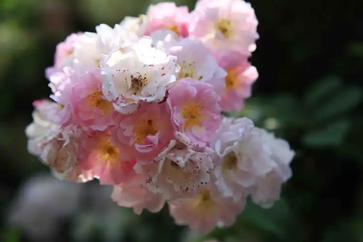 花鹅黄的花蕊,还有一股淡淡的香味,有的花瓣就像一把小伞一样非常漂亮