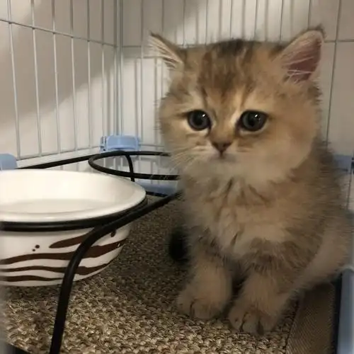 英短金渐层六一新手养猫