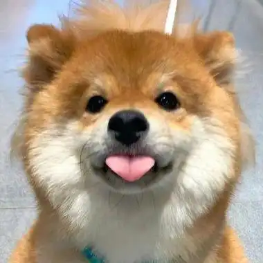 可爱小狗头像发疯(小狗头像贱贱的) - 搞笑个性头像 - 艾伊特头像站