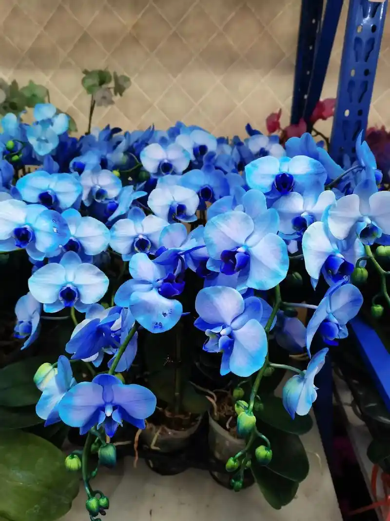 今年居然有蓝色的蝴蝶兰,算我孤陋寡闻了吧 - 抖音
